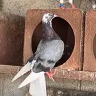 قطايف قطيفي ترثة قديمة الخكا