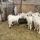 سواكن مرباه