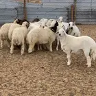 خرفان عددها ( 15) طيبه للبيع