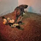 دجاجتين سنديه مع فروخها