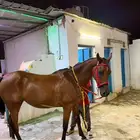 فرس شعبية تحتها مهرة الحد 7 الاف