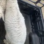 طلي جذع نضيف وسمين