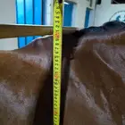 (تم البيع) فرس شعبية تحتها مهرة الحد 7 الاف