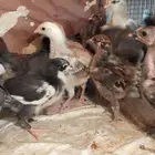 1900 صوص للبيع