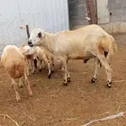 فحل بلدي فاخر