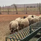 غنم نعيم أعمارهم 5 شهور مراح واحد كلهم طليان