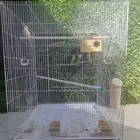 قفص طيور ببغاء بادجي كروان كبير