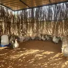 دجاج فيومي قولد بياض