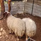 رخال نعيم فاخره