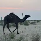 شقحاء عشرا تحتها بكره صفرا