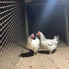 دجاج فرنسي كولمبي