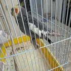 كروان اليف ومتكلم