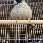 ذكر بلبل عربي