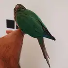 كنيور بلو شيك