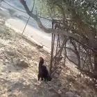 ديك باكستاني