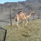 بكرة جذعة حايل طيبه