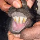 عنز رباع متاومه بتيوس 2 روم وسلم شرط الصحه