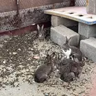 ارانب بلدي شبه بري