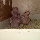 فروخ كروان لاتينو حجم ونظافه