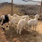 للبيع طليان