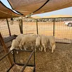 للبيع بهم طليان ورخال