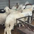 سواكن بيض جذعان وسمان