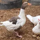 وز بلدي ماشاء الله