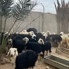 بهم نجد للبيع