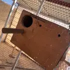 بياضات طيور