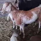 عنز متاومة وراها تيس وجفرة