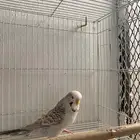 زوج بادجي مع فروحه