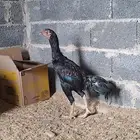 دجاج باكستاني