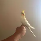 فروخ كراون لاتنيوم هولنديه متكلم الذكر مشالله