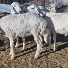 ذبايح طليان ب1250