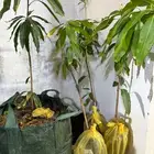 شتلات منجو جلن