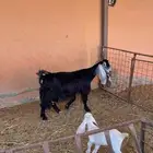 عنز عارضية خصم