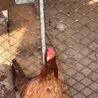 دجاج عربي اصيل