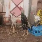 دجاج شامو ياباني فاخر