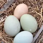 توصيل طيور - الباحة - جدة