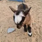 ماعز قزمي أنثى عمر يوم واحد