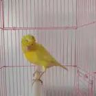 إناث منتجة تلف العش