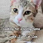 Urgent   6-month-old female cat needs a loving forever home