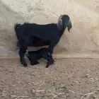 عنز والد للبيع