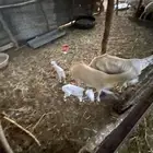 اعرض لكم مناتيج فاخره للبيع