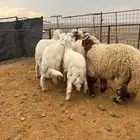 تسع خرفان 3 نعيمي و7 حريات أعمارهن 6 شهور وتحت