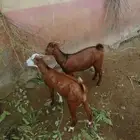 تيوس بلدي العمر من 4 الى 5 اشهر الموقع فيفاء