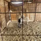 للبيع حريه متاوم طيبه جدا