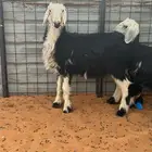 خروف ورخل نجد