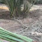 نخل من القصيم