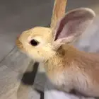 حيوان للبيع ارنب